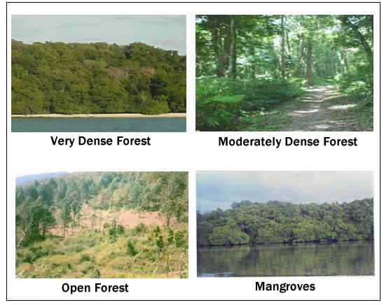 5 types of forests in india